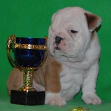 фото бульдога