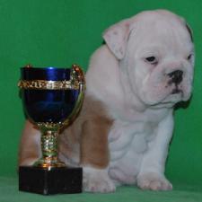 фото бульдога