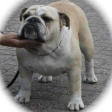 фото бульдога