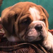 фото бульдога