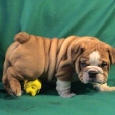 фото бульдога