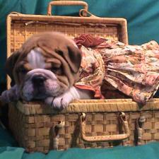 фото бульдога