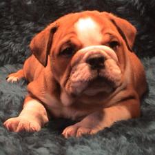 фото бульдога