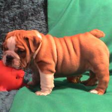 фото бульдога