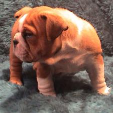 фото бульдога