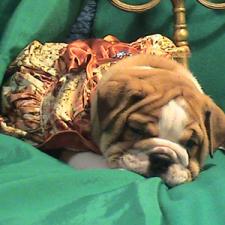 фото бульдога