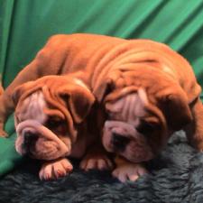 фото бульдога