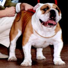 фото бульдога