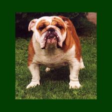 фото бульдога