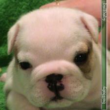 фото бульдога