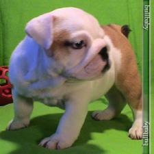 фото бульдога