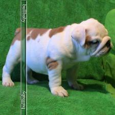 фото бульдога