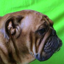 фото бульдога