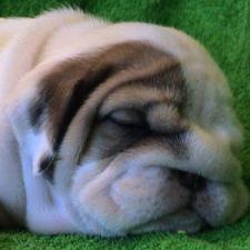 фото бульдога