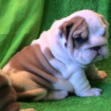 фото бульдога