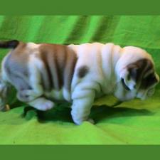 фото бульдога