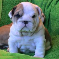 фото бульдога
