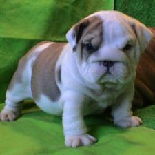 фото бульдога