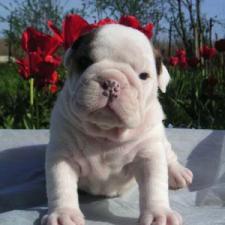 фото бульдога