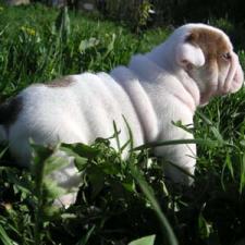 фото бульдога