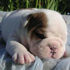 фото бульдога