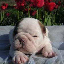 фото бульдога