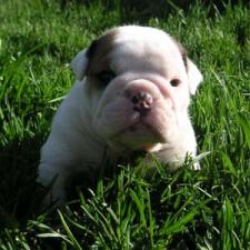 фото бульдога