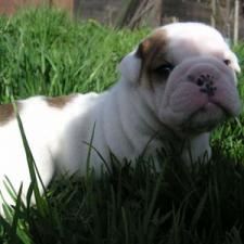 фото бульдога