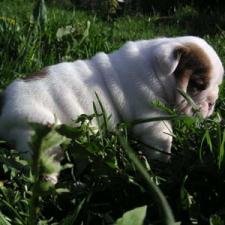 фото бульдога