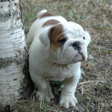 фото бульдога