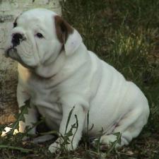 фото бульдога