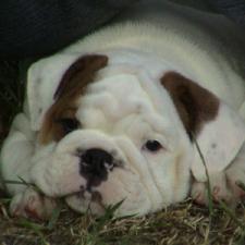 фото бульдога