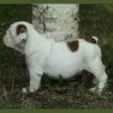 фото бульдога