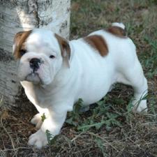 фото бульдога