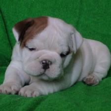 фото бульдога