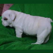 фото бульдога