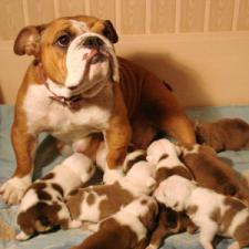 фото бульдога