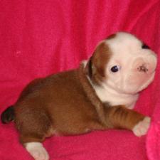 фото бульдога