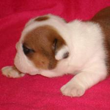 фото бульдога