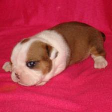 фото бульдога