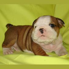 фото бульдога