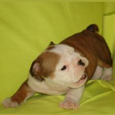 фото бульдога