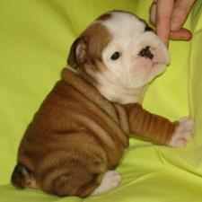 фото бульдога