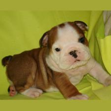 фото бульдога