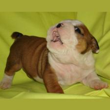 фото бульдога