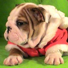 фото бульдога