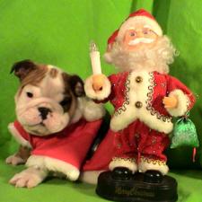 фото бульдога