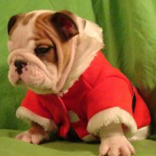 фото бульдога