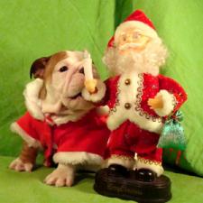 фото бульдога