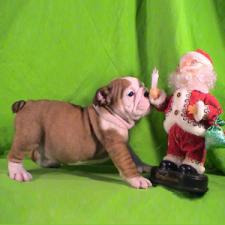 фото бульдога